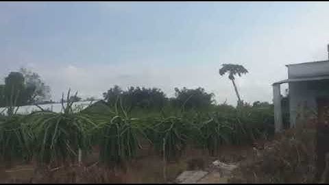 Cần bán 213,6m2 đất thổ cư. Mặt tiền đan 3m, tại An Vĩnh Ngãi - Tp. Tân An - Long An