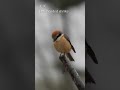 Bull-headed shrike | Japanese Wild Birds #japan #nature #wildbirds