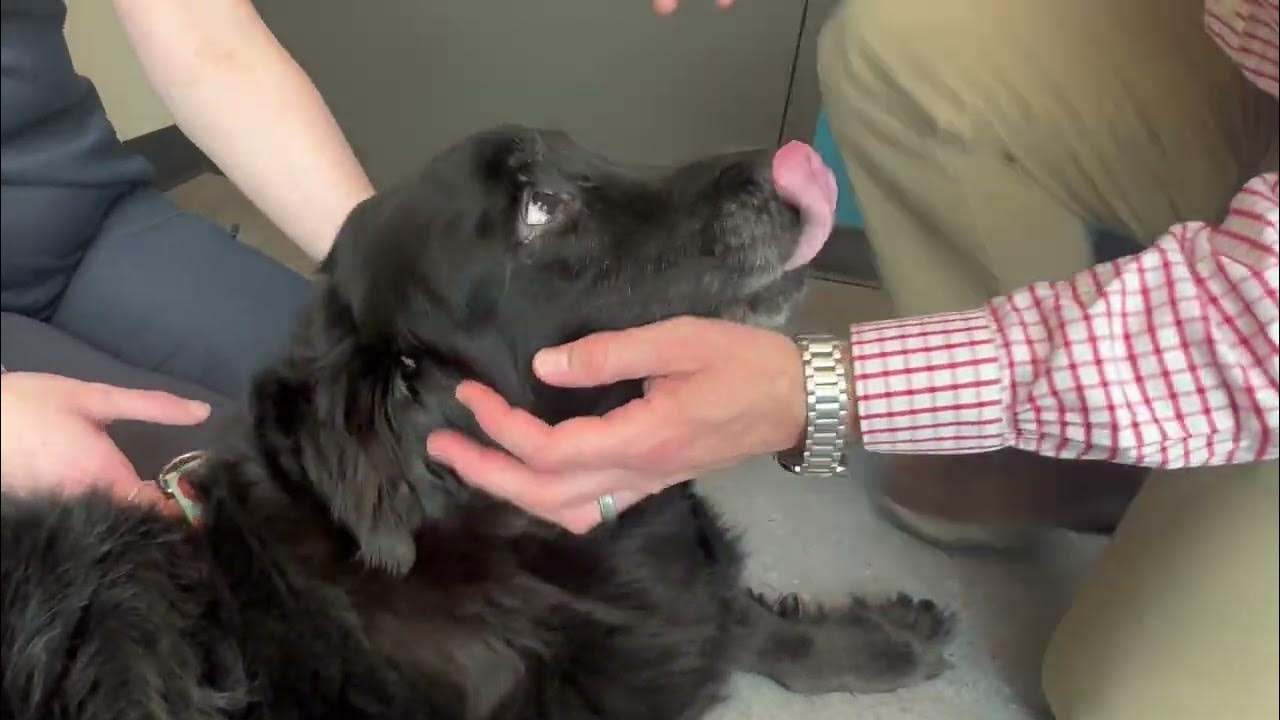 Brushing Your Dog's Teeth! YouTube