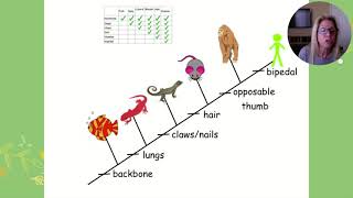 APBio Ch 19 Pt 2: Phylogeny (cladograms)