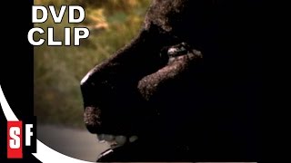 Manimal 1983 Clip 55 Panther Prowess