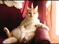 TRY NOT TO LAUGH or GRIN!  - Funny cat, animal Compilation 2017