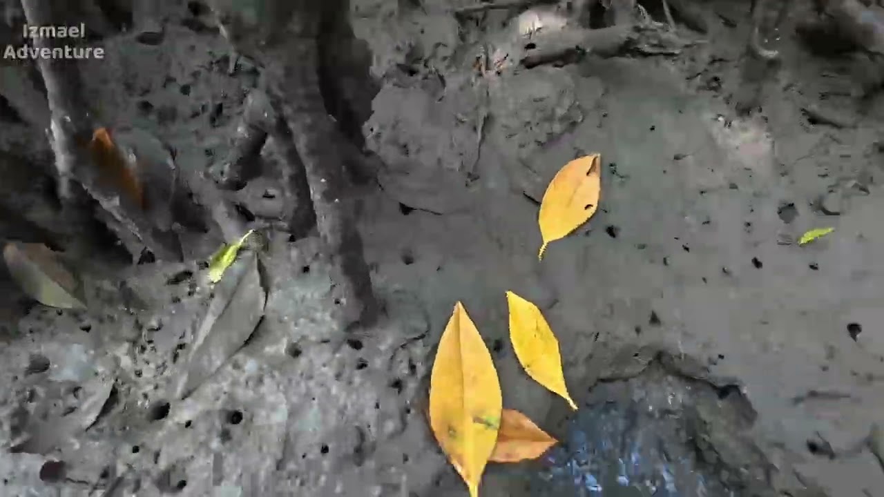 Nak Puas Mancing Cari Sendiri #fishing #umpun-umpun