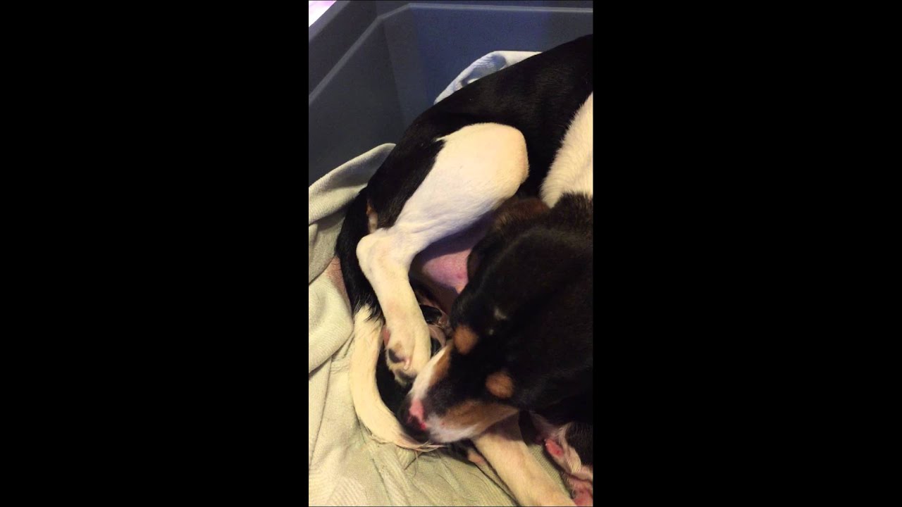 Beagle Giving Birth