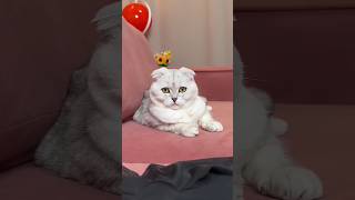 🥲 #cat #cats #funny #funnycats #memes