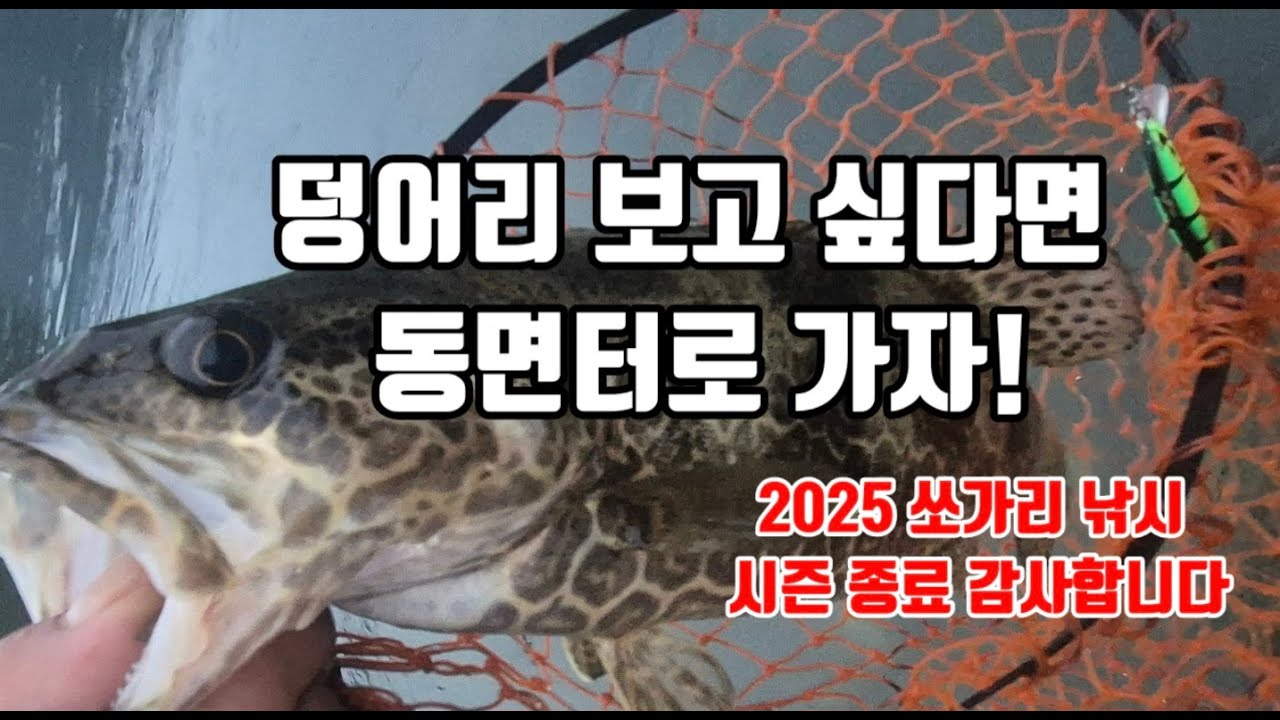 가을 쏘가리낚시 덩어리 쏘가리보려면 어디로 가야 하나? !!