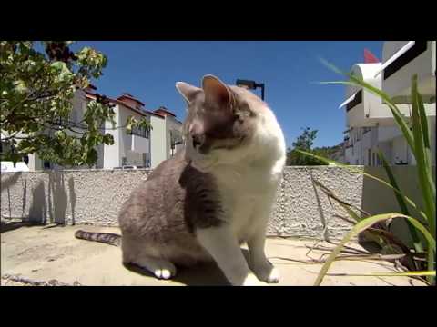 Vídeo: Seu gato prepara-o?