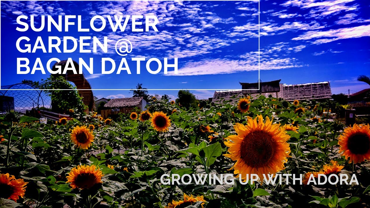 Covid Travel Largest Sunflower Garden in Perak bagandatuk sunflower