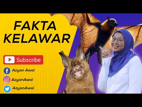 Video: Siapa Kelawar? - Pandangan Alternatif