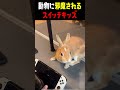 動物に邪魔されてスイッチの電源を切られるキッズwww