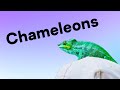 Chameleons of Madagascar