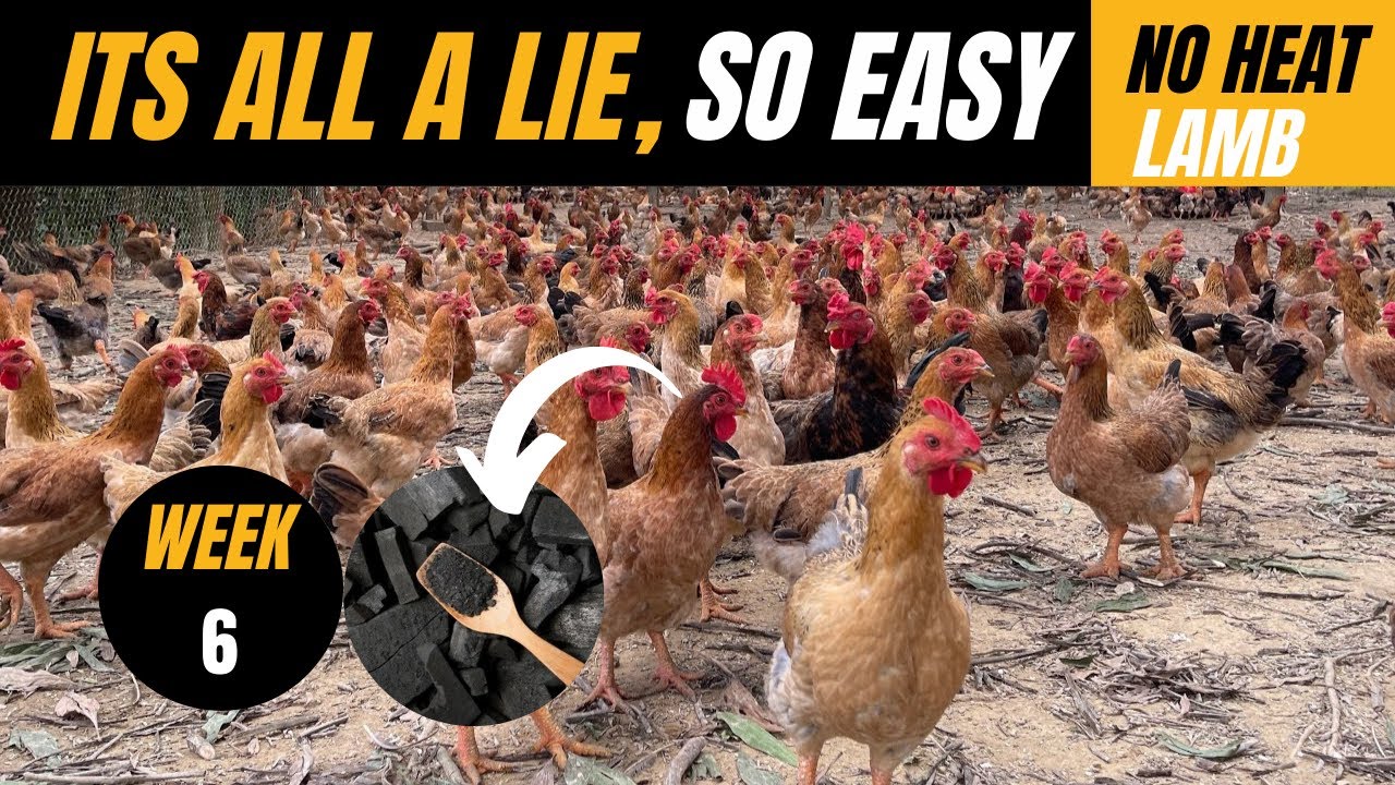 How we raise chicken for meat and eggs from Brooding chicks no heat ...