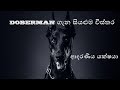 Everything About Doberman Sinhala | ඩොබර්මන් ගැන සියළුම විස්තර