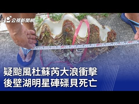 疑颱風杜蘇芮大浪衝擊 後壁湖明星硨磲貝死亡｜20230802 公視晚間新聞