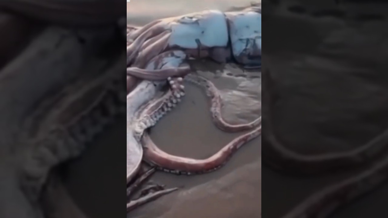 Calamar Gigante aparecido en Asturias. (Llanes) #faunamarina #oceanlife 🎪 SUBSCRIBETE AL CANAL! :)