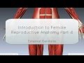 Introduction to Female Reproductive Anatomy Part 4 - External Genitalia - 3D Anatomy Tutorial