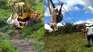 Marruá Do Mato Só Da Pra Pegar Peando Com Trator