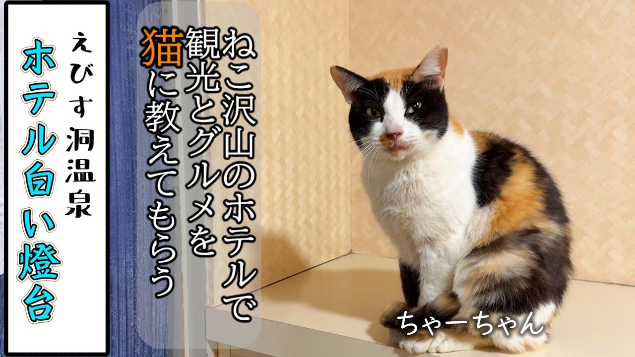 猫たちが暮らす宿でご当地グルメを猫に教えてもらう旅　 徳島県／えびす洞温泉 ホテル白い燈台／出羽島／Tokushima-Cat Hotel WhiteLight House