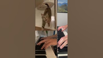 Cat Singing Piano Duet
