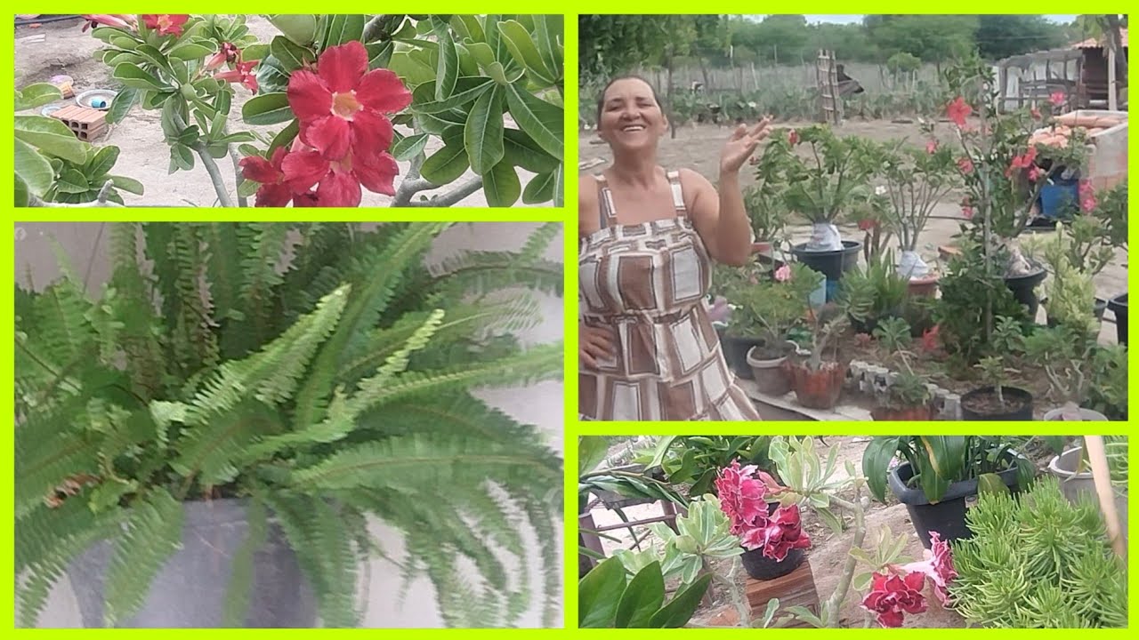 ATUALIZANDO COM VOCÊS AS PLANTAS DA NOSSA AMIGA MARIA QUE ESTÃO LINDAS