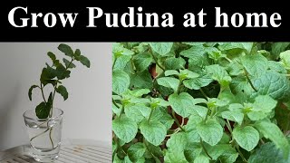 गर्मी में कटिंग से उगाये पुदिना| Grow mint from cutting in summer | घर में कटिंग से उगाये पुदीना