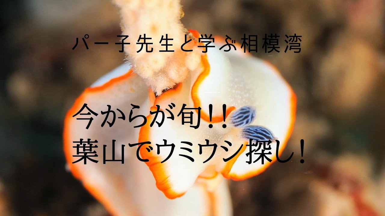 可愛い 綺麗 海の宝石 ウミウシ を愛でる 第１弾 Sea Jewel Sea Slug Youtube