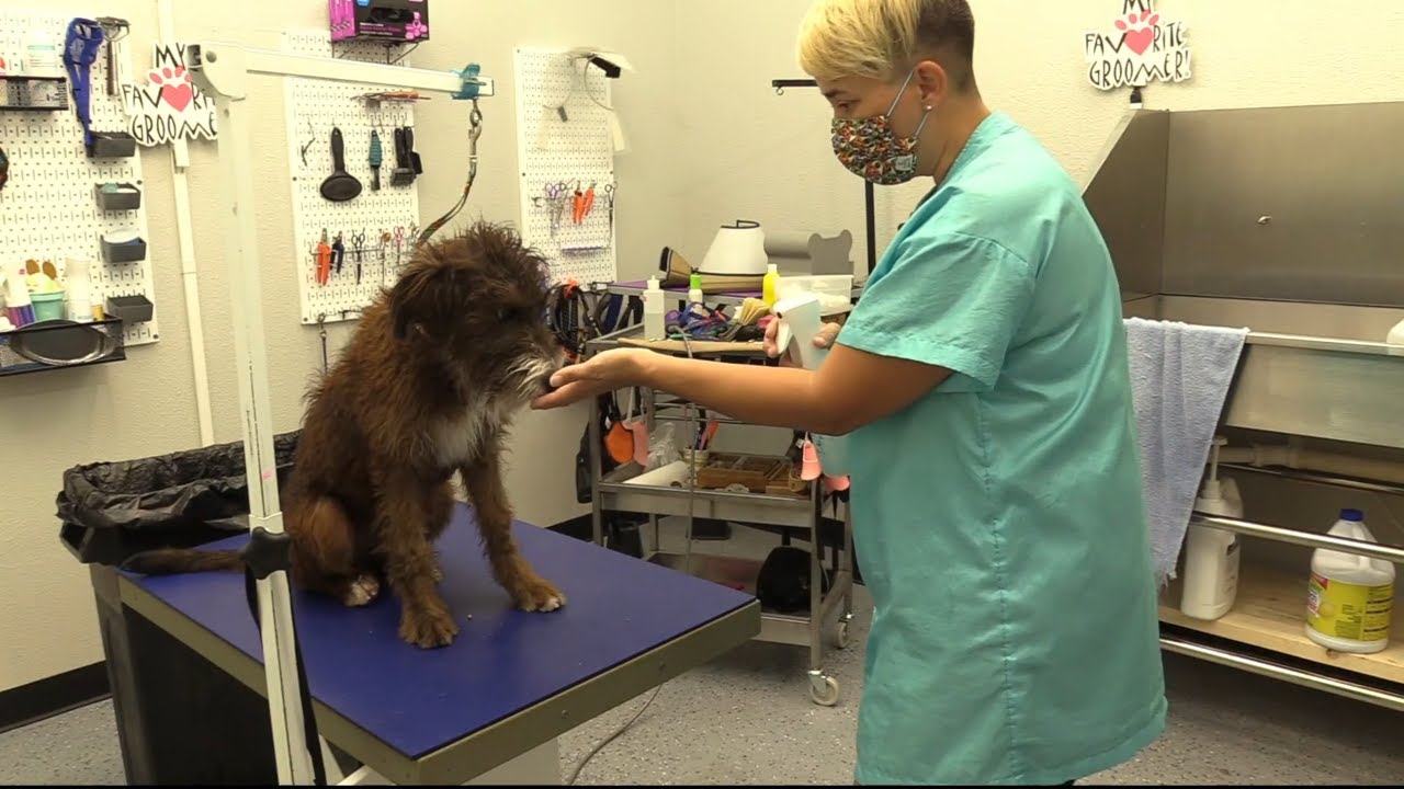 LIVE Grooming in Fort Worth Texas My Favorite Groomer YouTube