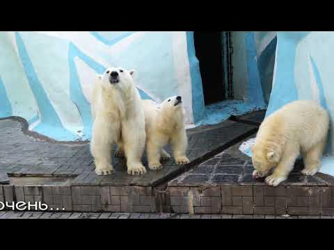 IceStar Poki The Polar Bear