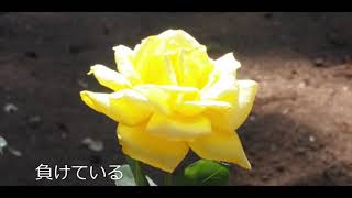 生きるってどういうことかな?【#オリジナル曲】人生の詩