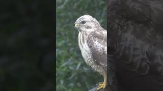 buizerd in de broekpolder #birds #vogel #wildlife #nature #natuurmetpeter