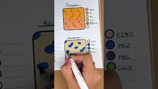 Berry Fun Relaxing Blueberry Coloring Pattern