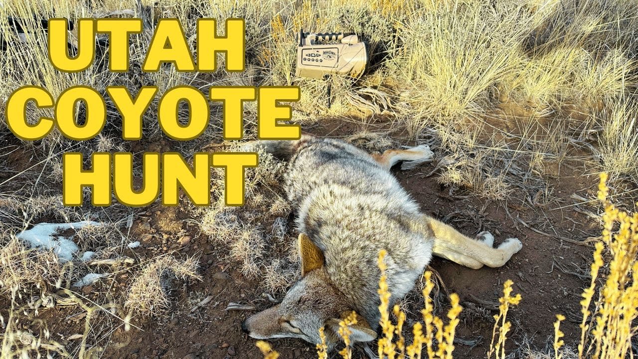 Successful Day Coyote Hunting in Utah! YouTube