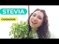 5 Cuidados básicos de la STEVIA, la planta dulce sustituta del azúcar