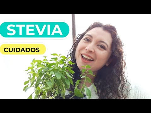 Video: Cultivo de plantas de Stevia - Aprende a usar las plantas de Stevia en el jardín