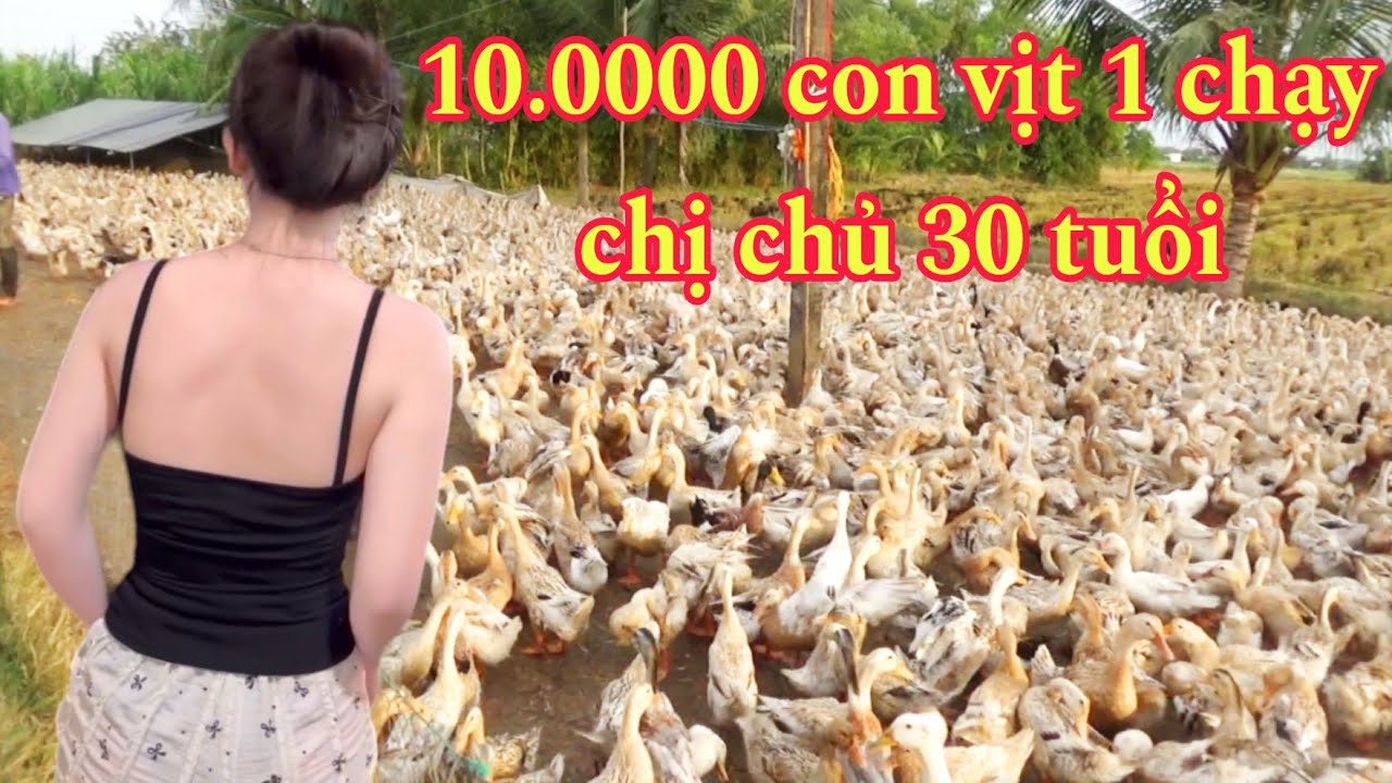 Bà chủ chăn 10.000 con vịt đẻ trứng, chạy đồng Bạc Liêu