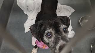 Acs A313482