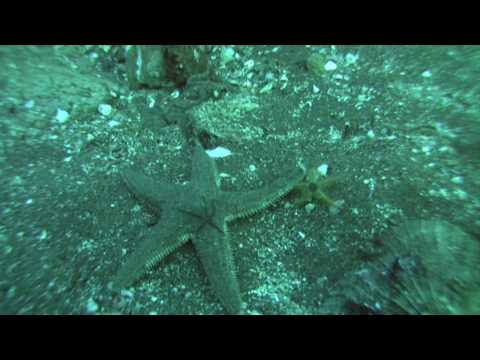 Sea Stars Fighting over a Scallop