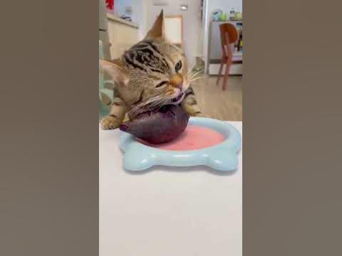 Котик ест свеклу, вы это видели🤣 - YouTube