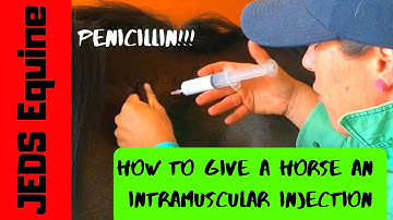 HORSE INTRAMUSCULAR INJECTION | HOW TO | PENICILLIN | JEDS Equine - Vet How To