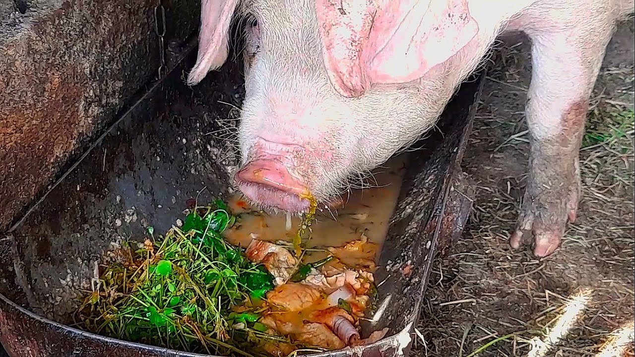One Pig, One Bowl of Slop – Can You Handle Watching? Pig eating slop ...