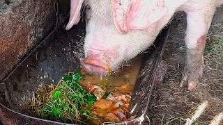 This pig is eating pyrocynical slop. Pig eating ASMR