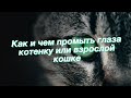 Как и чем промыть глаза котенку или взрослой кошке