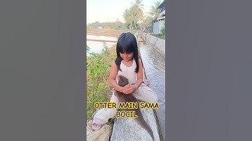 OTTER MAIN SAMA BOCIL #otter #animals #berangberang #binatang #shortvideo #shorts #foryou #fyp #yts