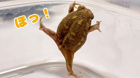 かわいいカエル動画 Mp3