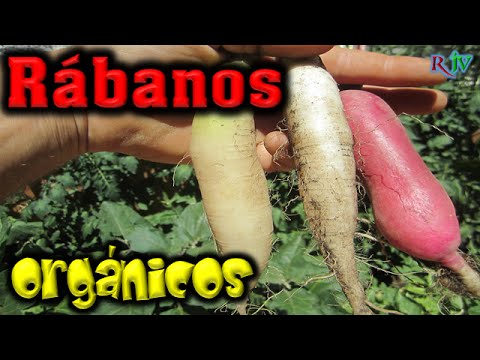 Video: Daikon - Rábano Japonés: Propiedades Beneficiosas, Siembra Y Cuidado