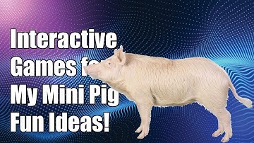 What are some interactive games I can play with my mini pig?