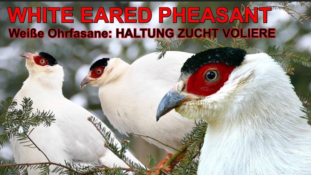 Weiße Ohrfasane frei laufen lassen Herkunft, Haltung, Fütterung von