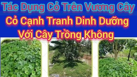 Tác dụng cỏ trên vườn Cây/ cỏ Cạnh Tranh Dinh Dưỡng Với Cây Trồng Không?