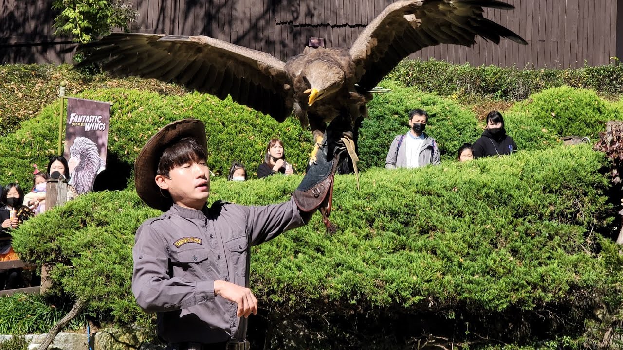 판타스틱 윙스 공연