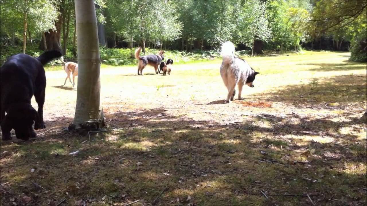 The Alpha Pack - "Silence 3"